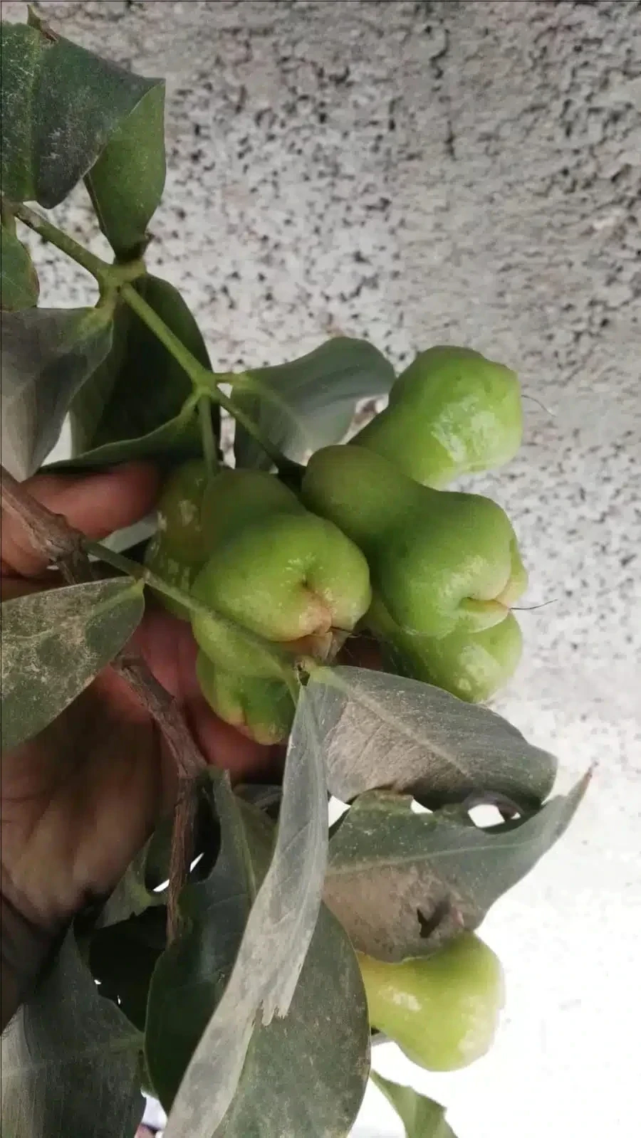 لماذا يجب أن يكون تفاح الورد جزءًا من نظامك الغذائي؟