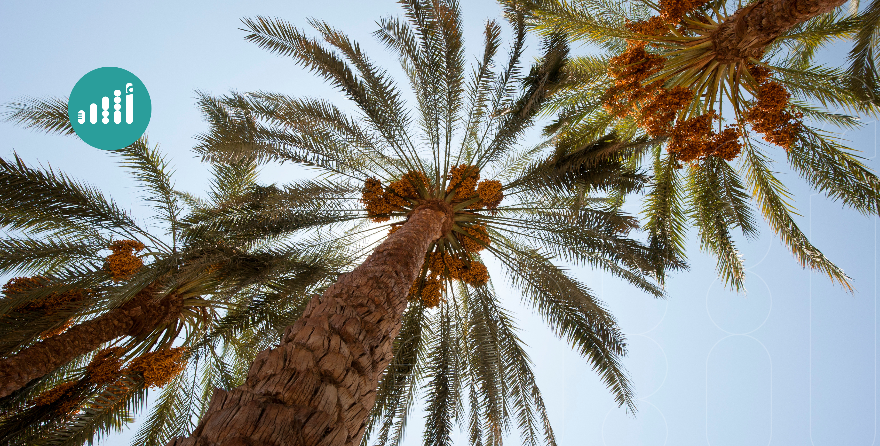 “قلب النخلة”، كنز غذائي يدعم صحة قلبك، فهل جربته؟