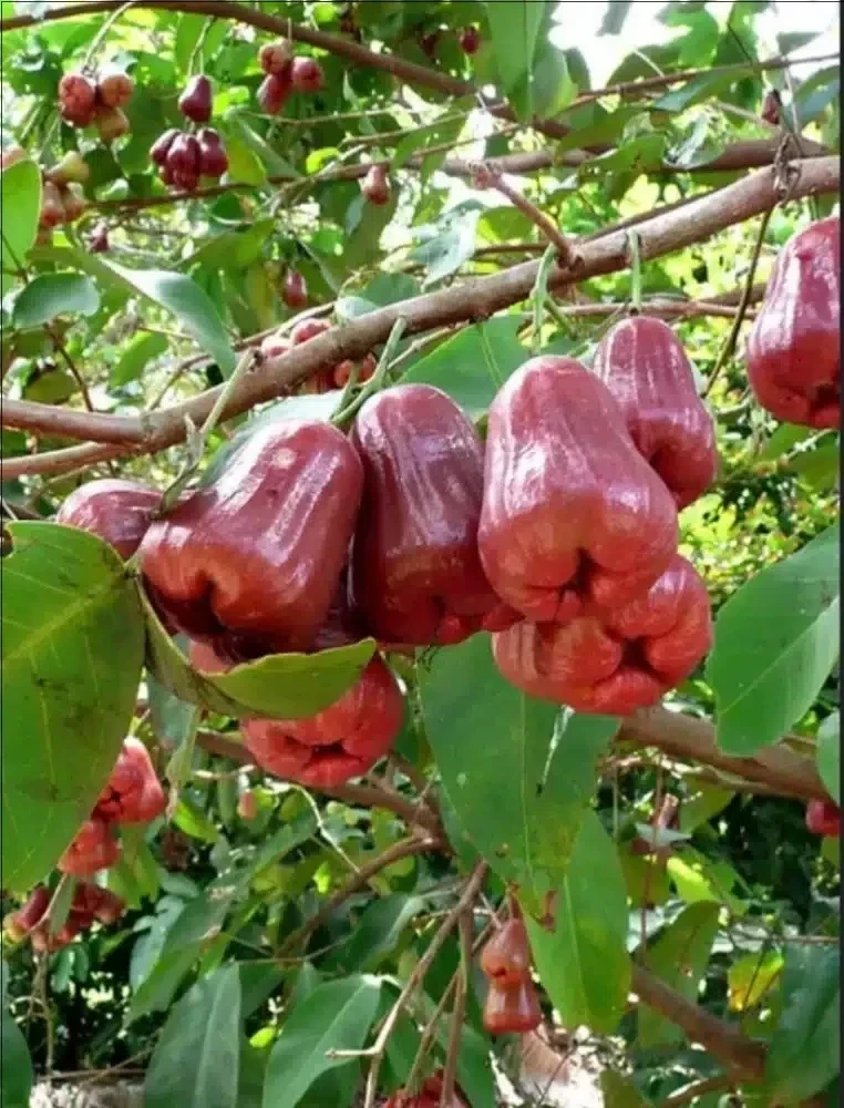 لماذا يجب أن يكون تفاح الورد جزءًا من نظامك الغذائي؟