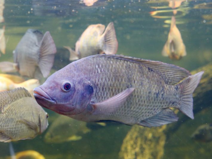 الاستزراع السمكي يؤتي ثماره؛ إليك إحصائياته