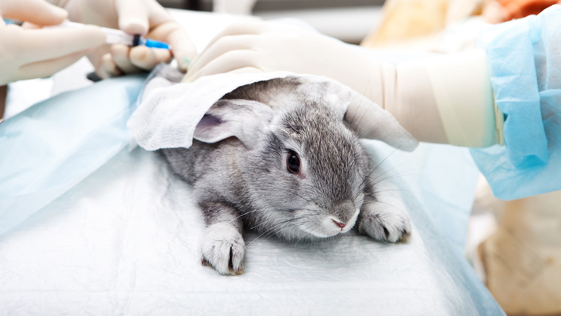 Mexico Bans Animal Testing for Cosmetics | BoF