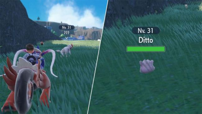 Pokémon Scarlet and Violet: Where to find Ditto