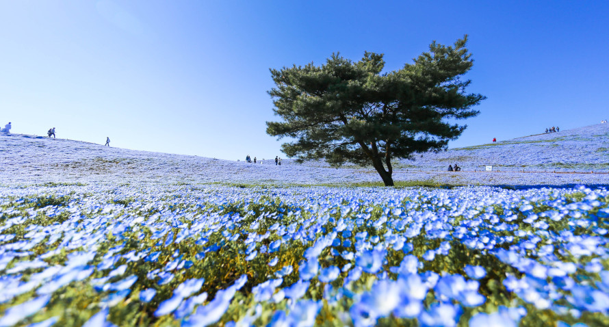 Los 10 campos de flores más espectaculares del mundo - Tikitakas