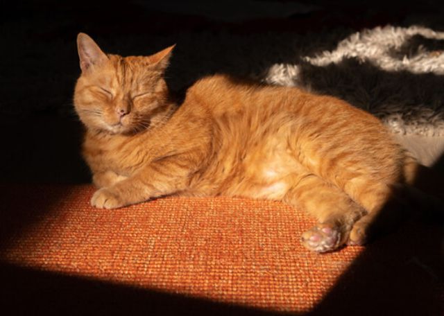 Stray está basado en un gato callejero que adoptaron los