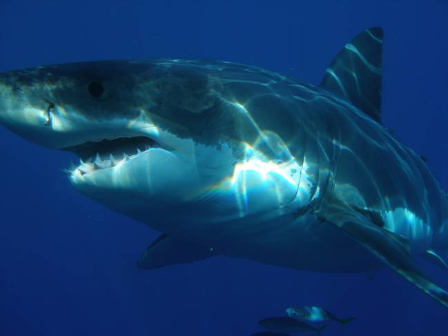 10 animales marinos más peligrosos del mundo - Nombres y fotos