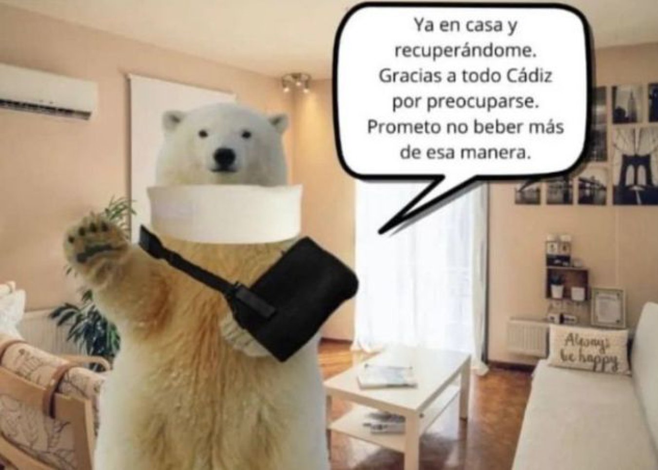 meme del oso hormiguero