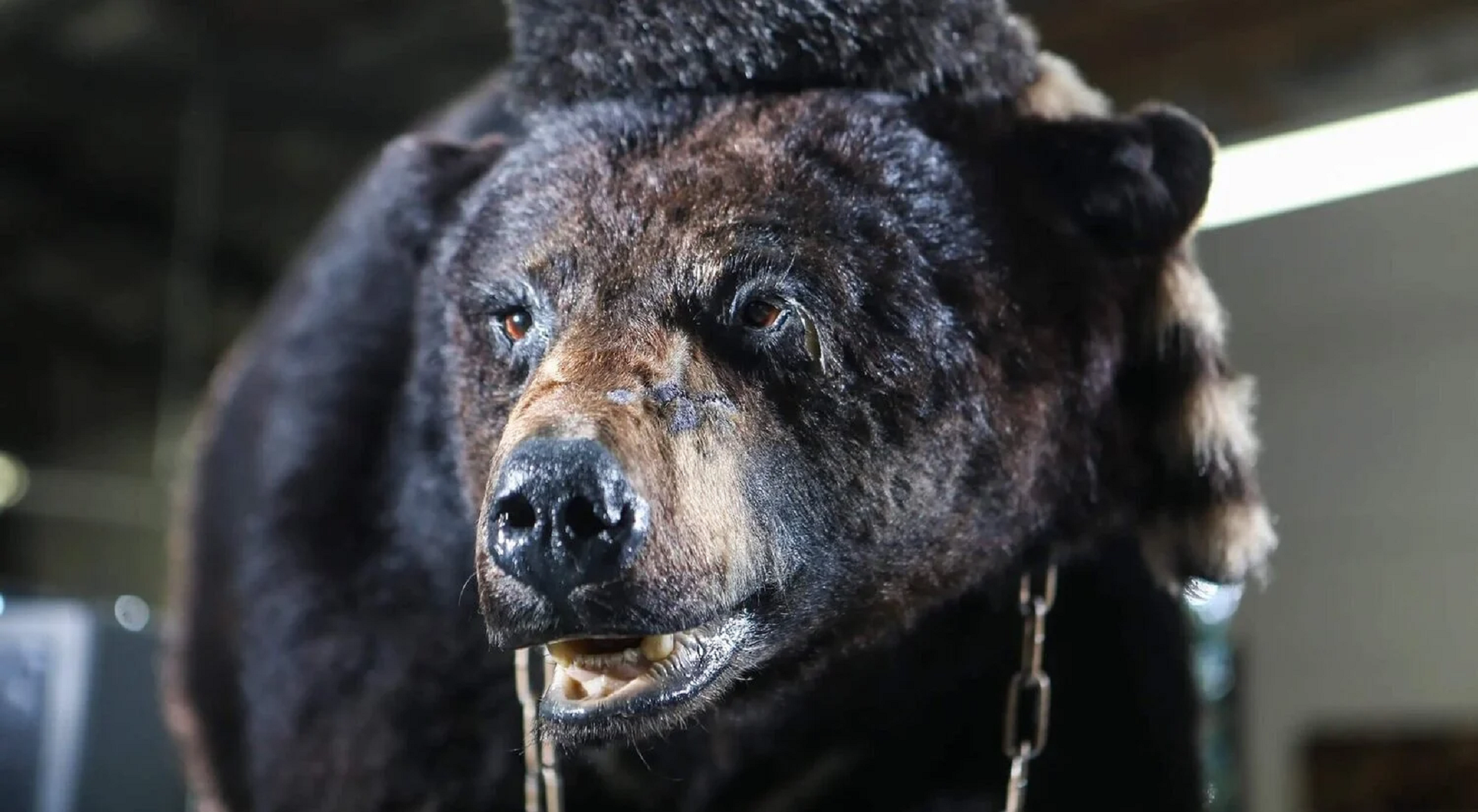 Un oso encocado y asesino persigue a sus víctimas en este alocado clip exclusivo de Oso Vicioso