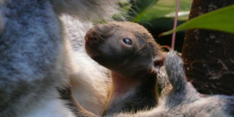 Le Bebe Koala Ne Au Zoo D Anvers Cet Ete Pointe Pour La Premiere Fois Le Bout De Son Nez La Libre