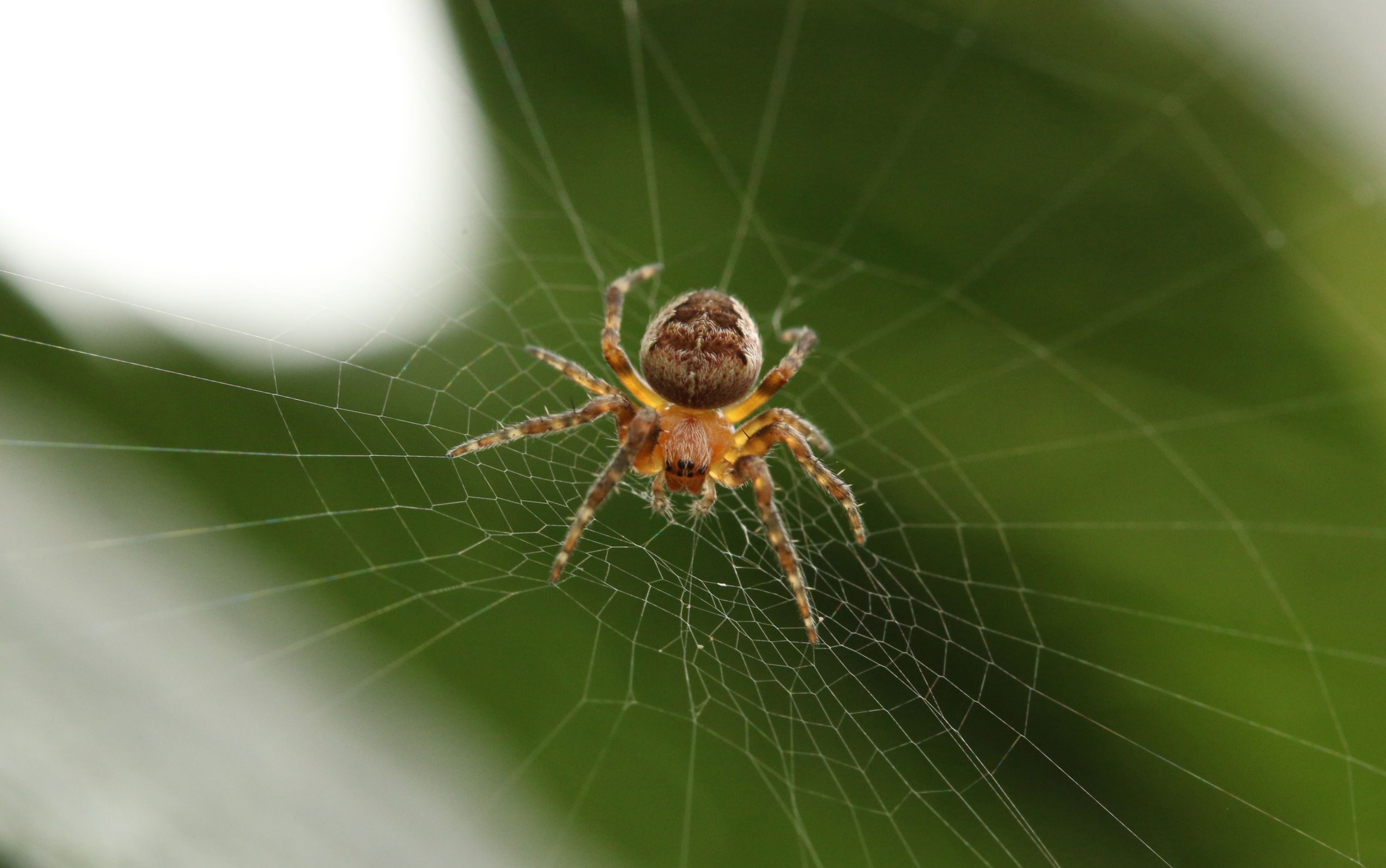 Après deux jours de cavale, la dernière araignée tropicale a été