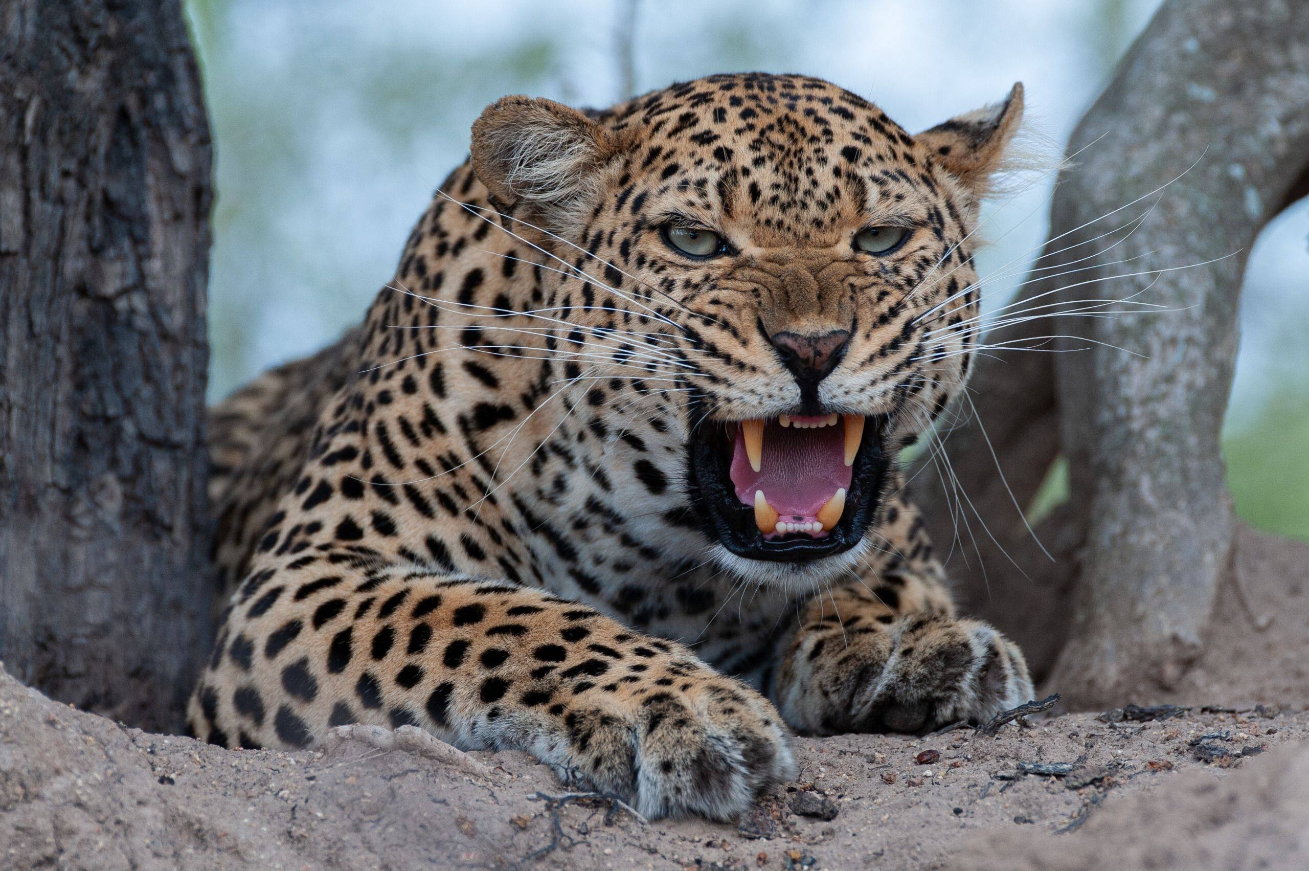 L'accessoire léopard passe à l'attaque - Elle
