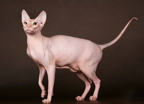 Les 10 Races De Chats Les Plus Cheres Au Monde La Libre