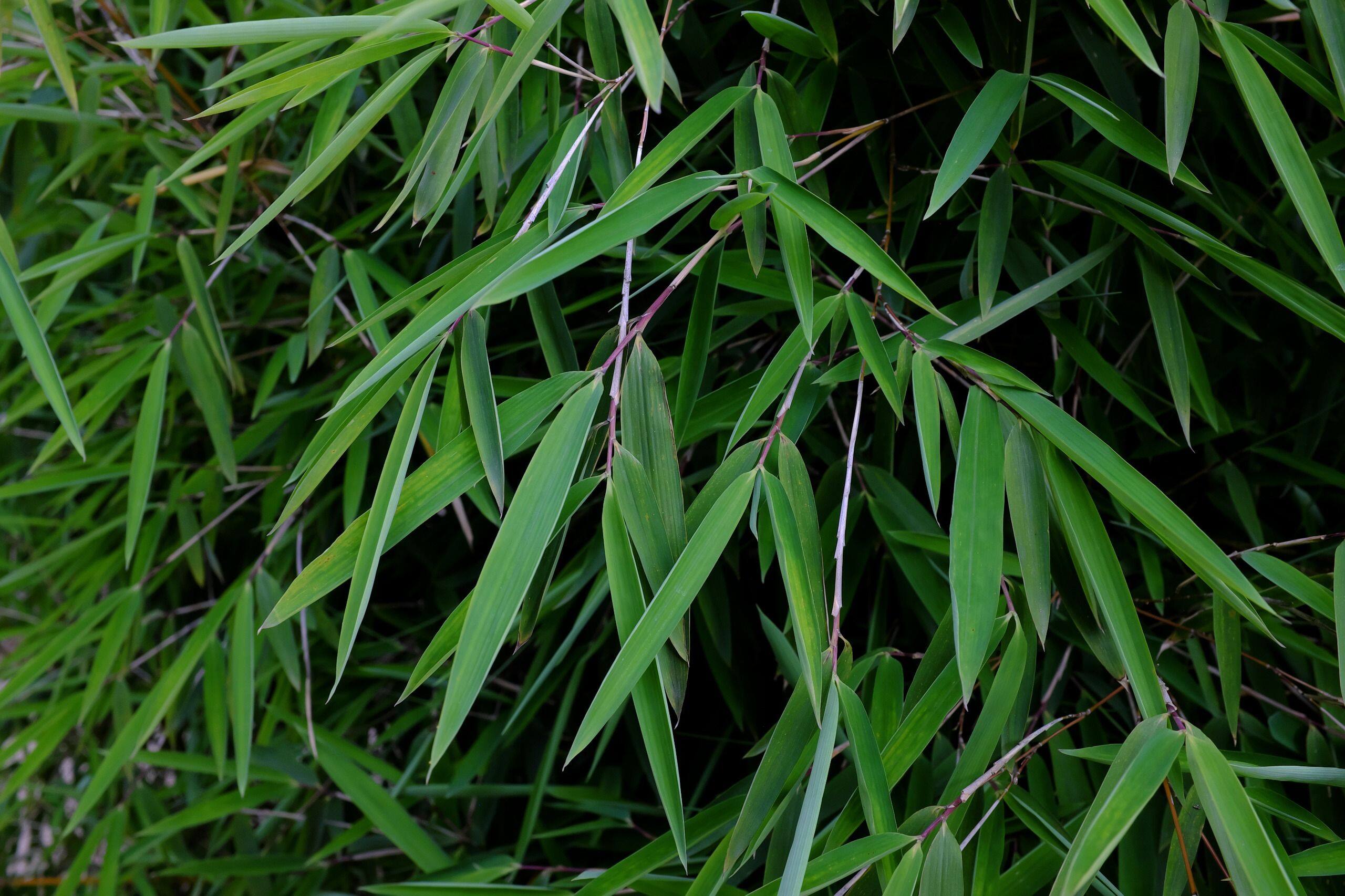 Comment planter des bambous dans son jardin  Bambous jardin, Brise vue  bambou, Idées jardin