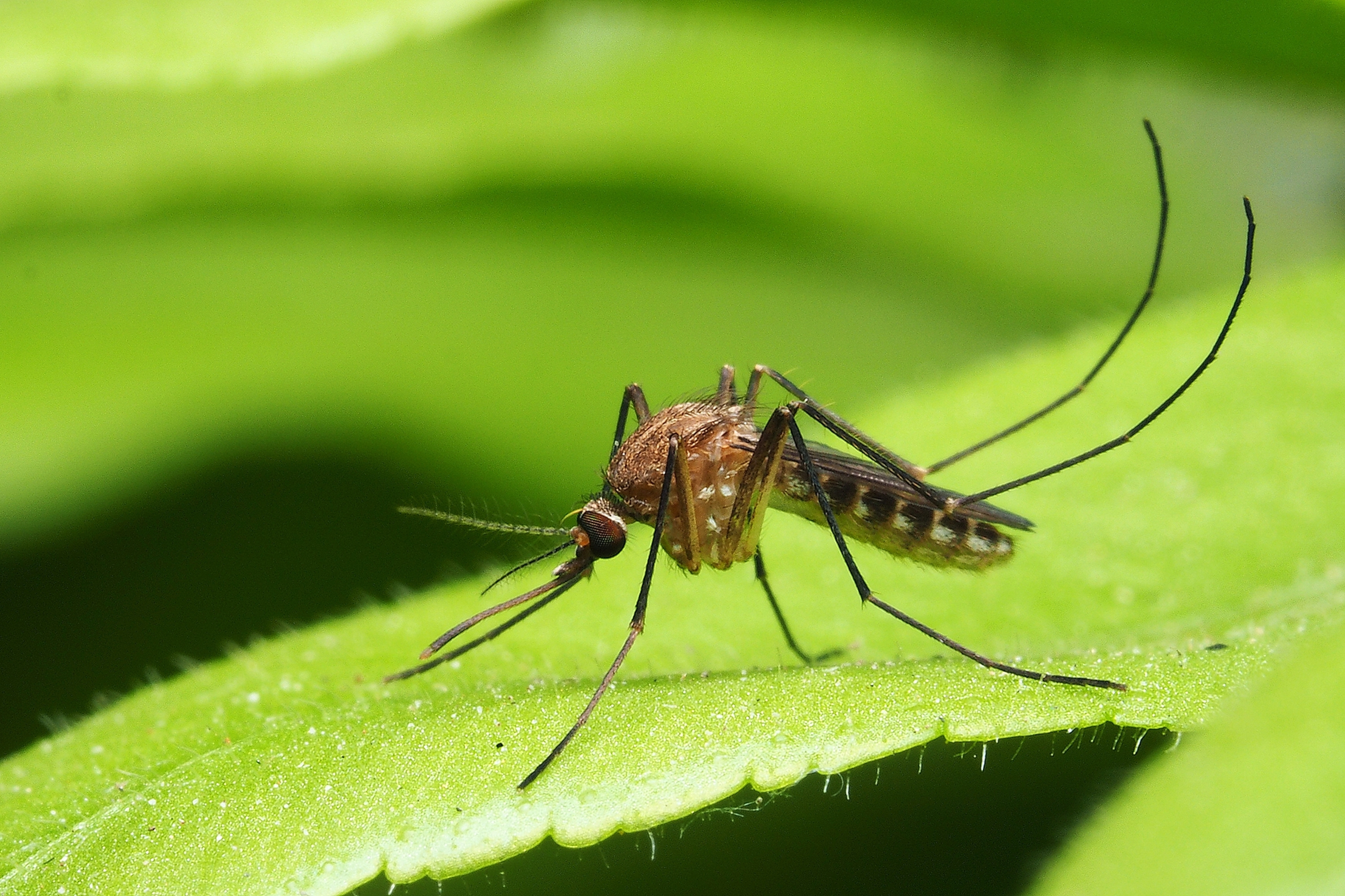 Asie : des moustiques super-résistants aux insecticides mettent en péril la  lutte contre la dengue – Libération