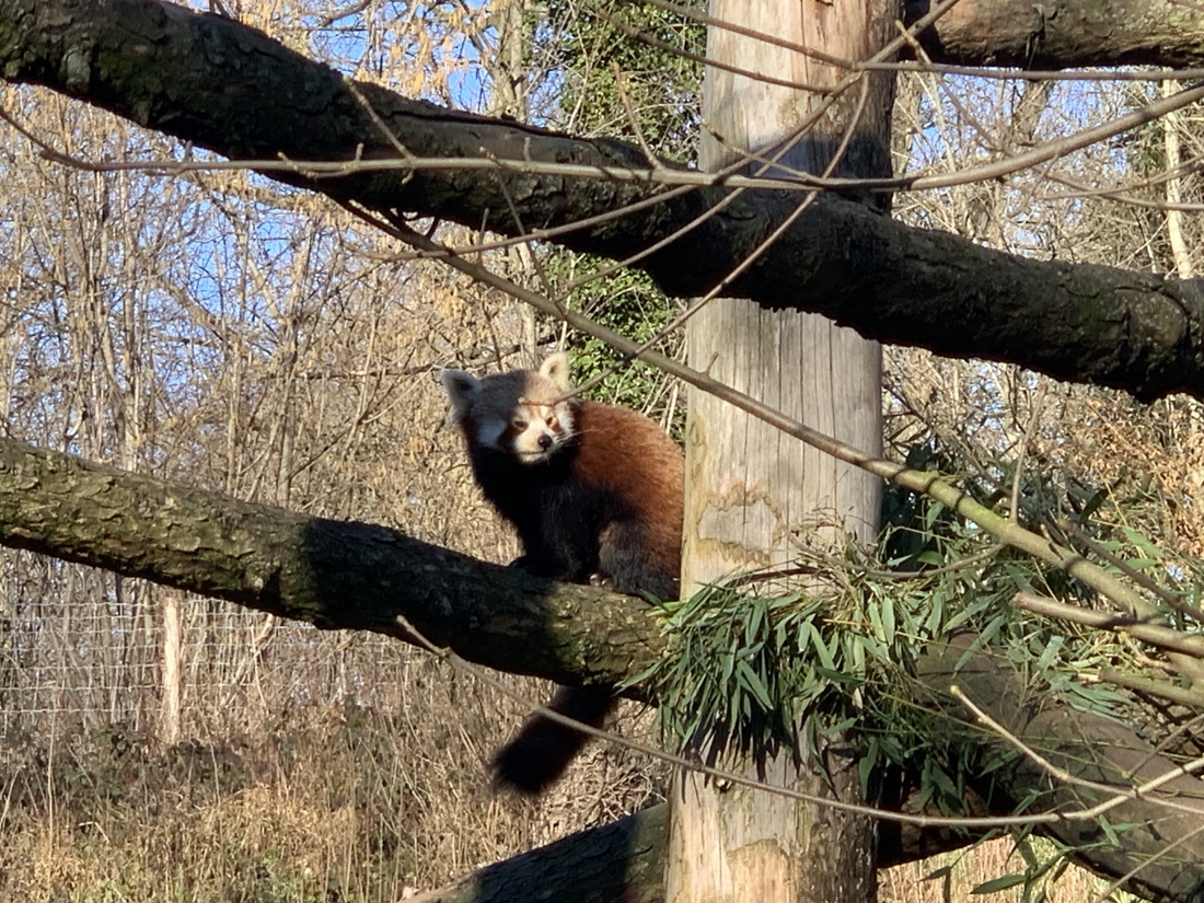 Des nouvelles de Pyaro et Meï, les jeunes pandas roux / Actualités / Zoo de  Lille - /Zoo-de-Lille