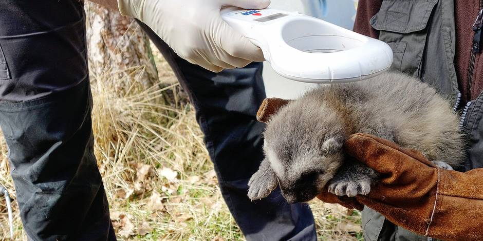 Le Bebe Glouton Des Grottes De Han Est Mort La Libre
