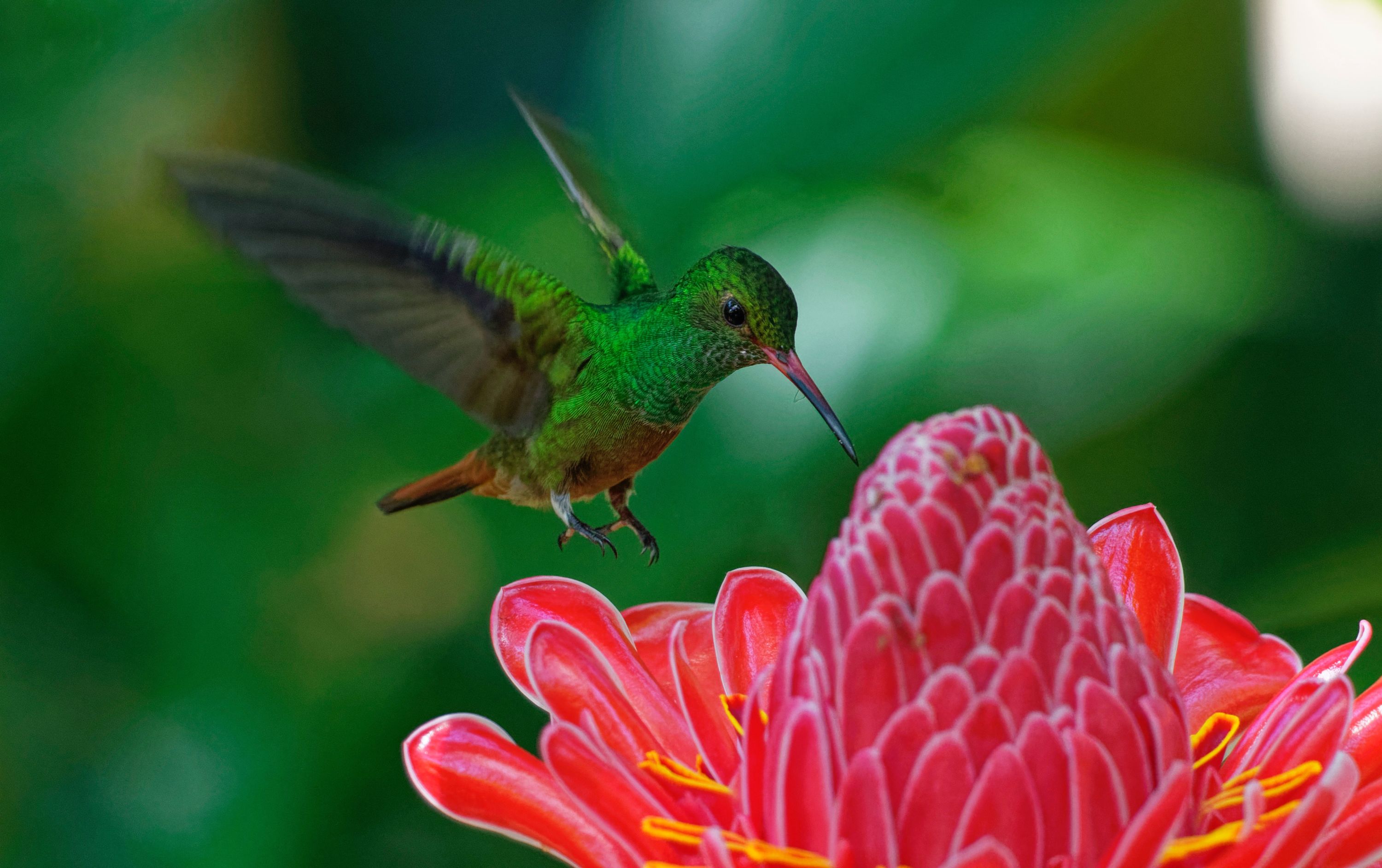 Les colibris perçoivent toute une gamme de couleurs spécifiques