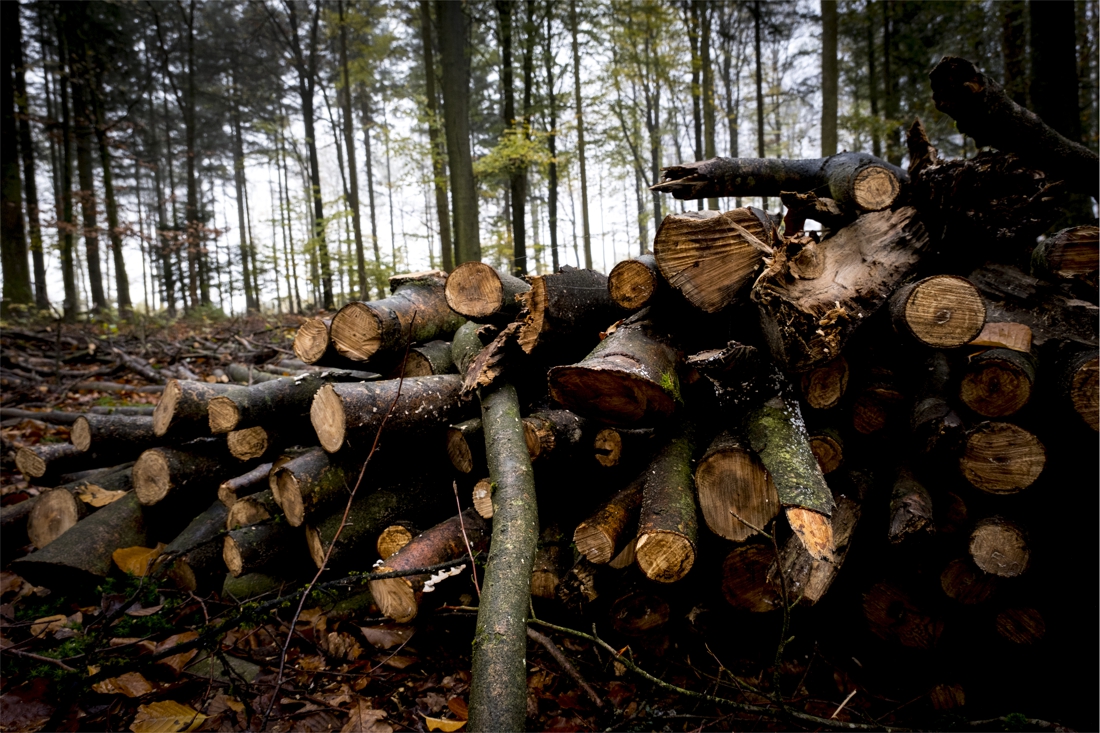 Les meilleures essences de bois de chauffage, le faire sécher,  l'entreposer, éviter les arnaques: toutes les réponses à vos questions -  L'Avenir