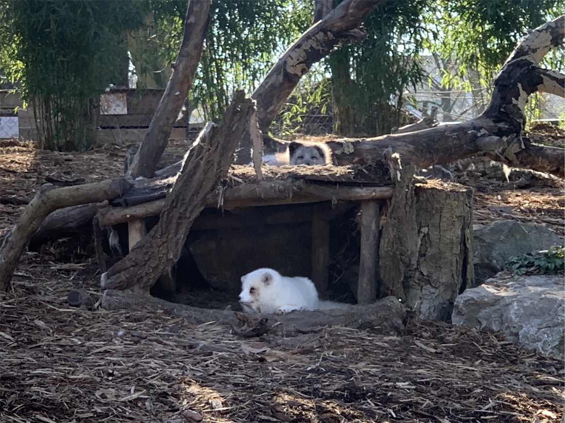 Des nouvelles de Pyaro et Meï, les jeunes pandas roux / Actualités / Zoo de  Lille - /Zoo-de-Lille