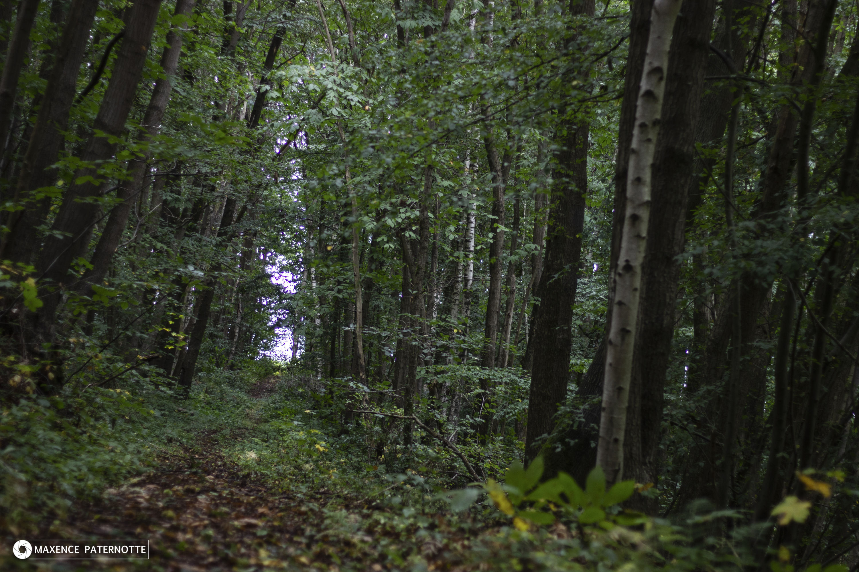 Découvrez les forêts à vendre en Belgique