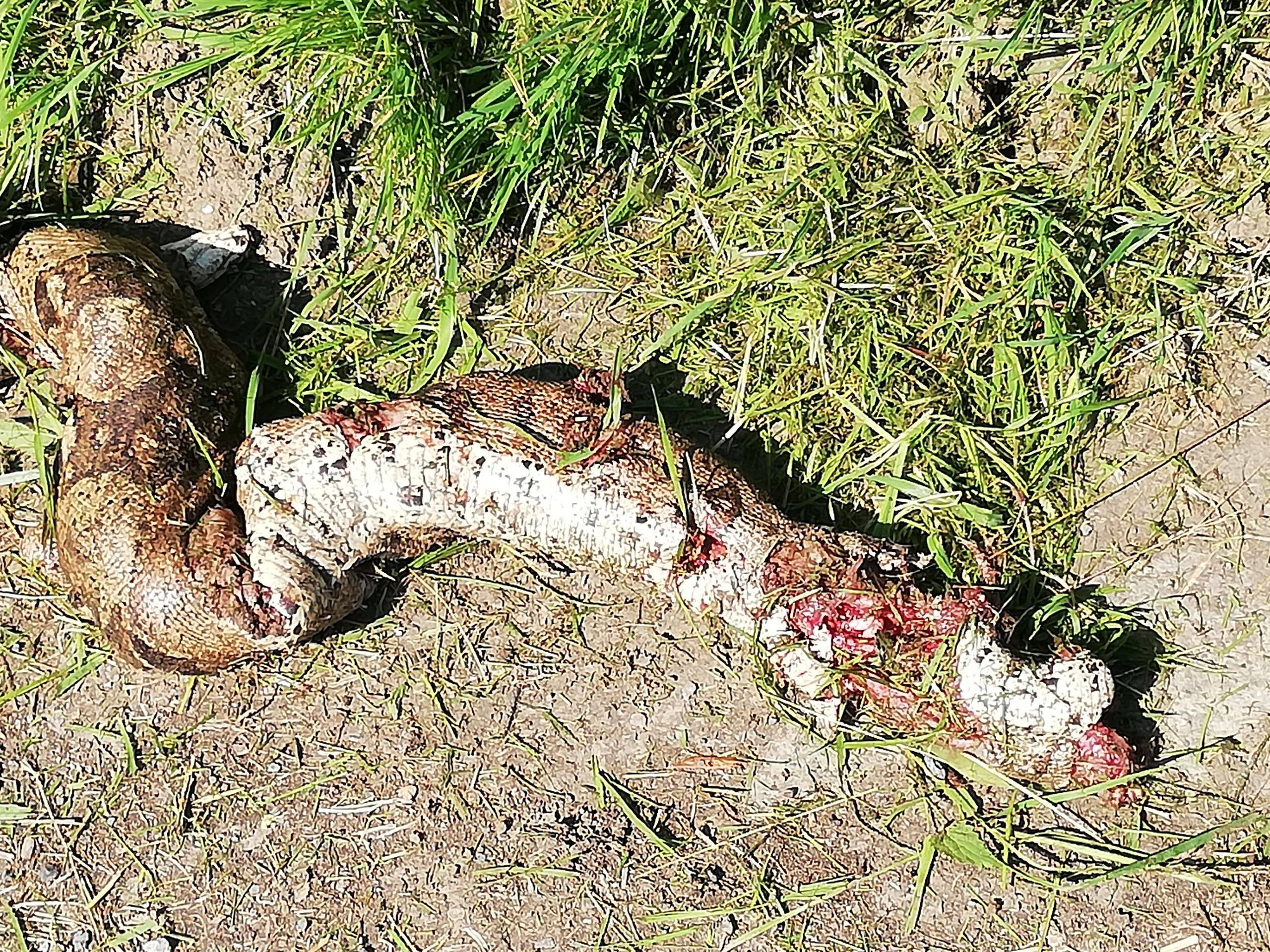 Un serpent d'un mètre retrouvé à Ruminghem