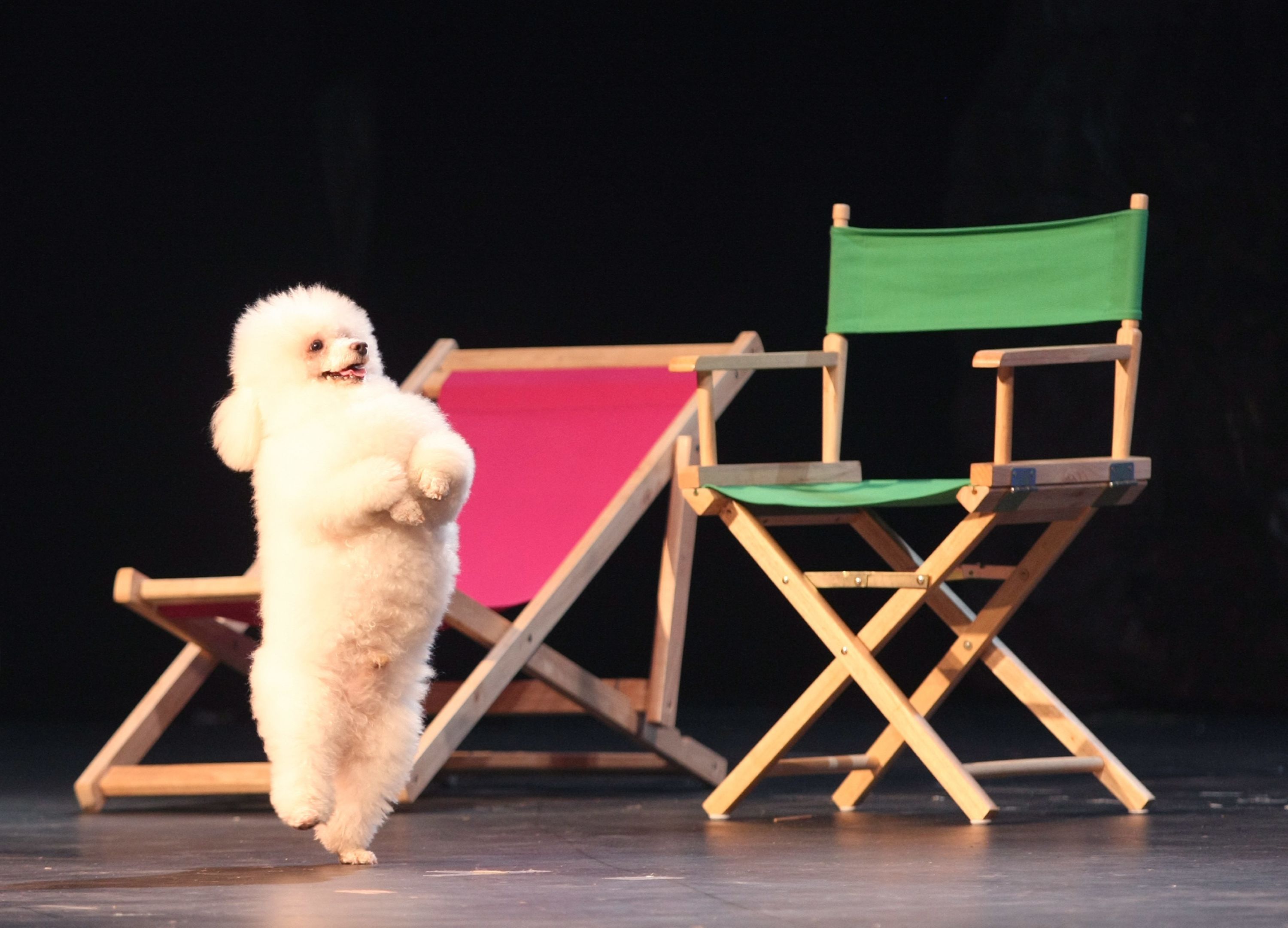 animaux qui marchent sur deux pattes