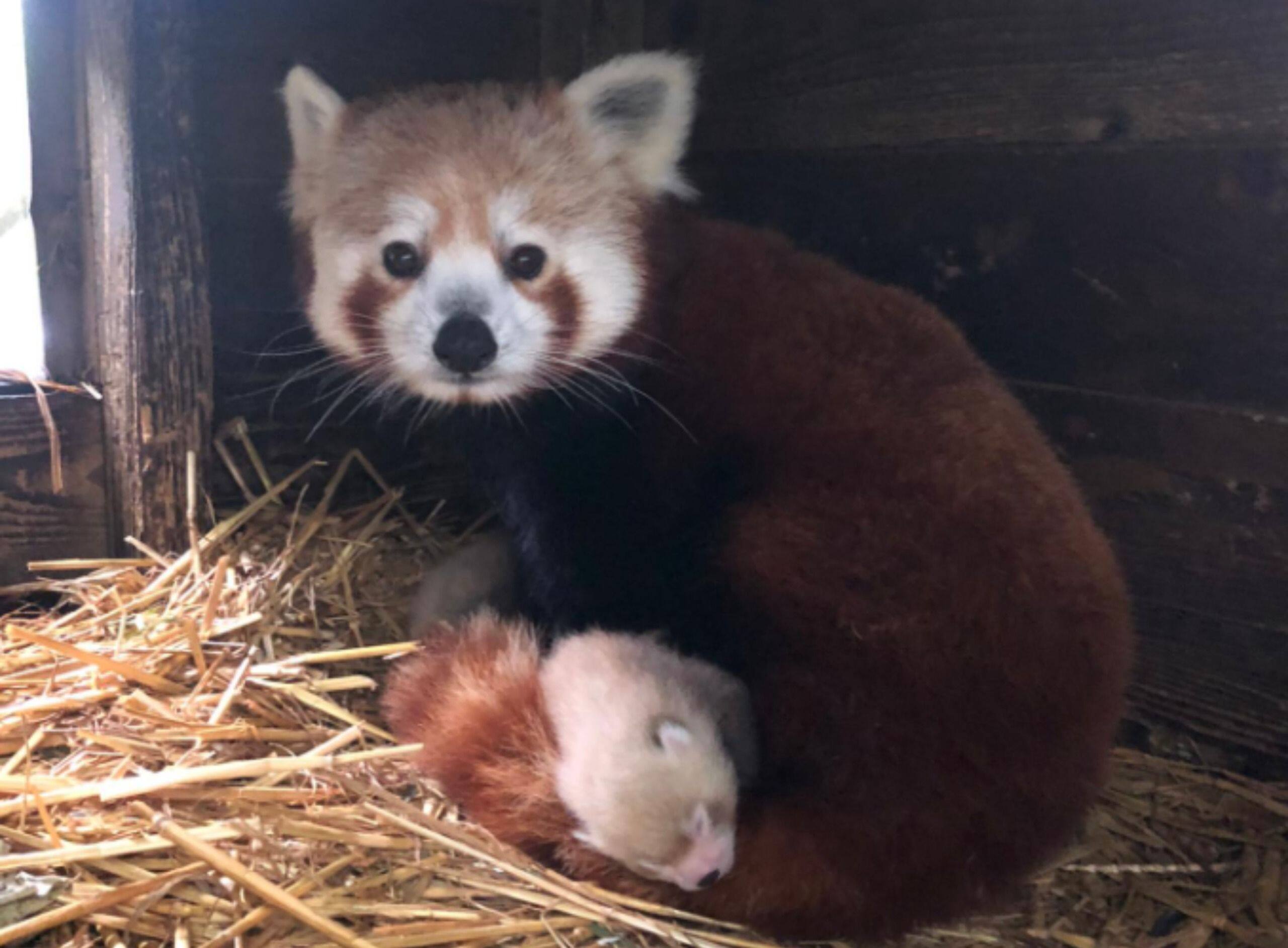 Deux adorables bébés pandas roux sont nés à Pairi Daiza - La DH/Les Sports+