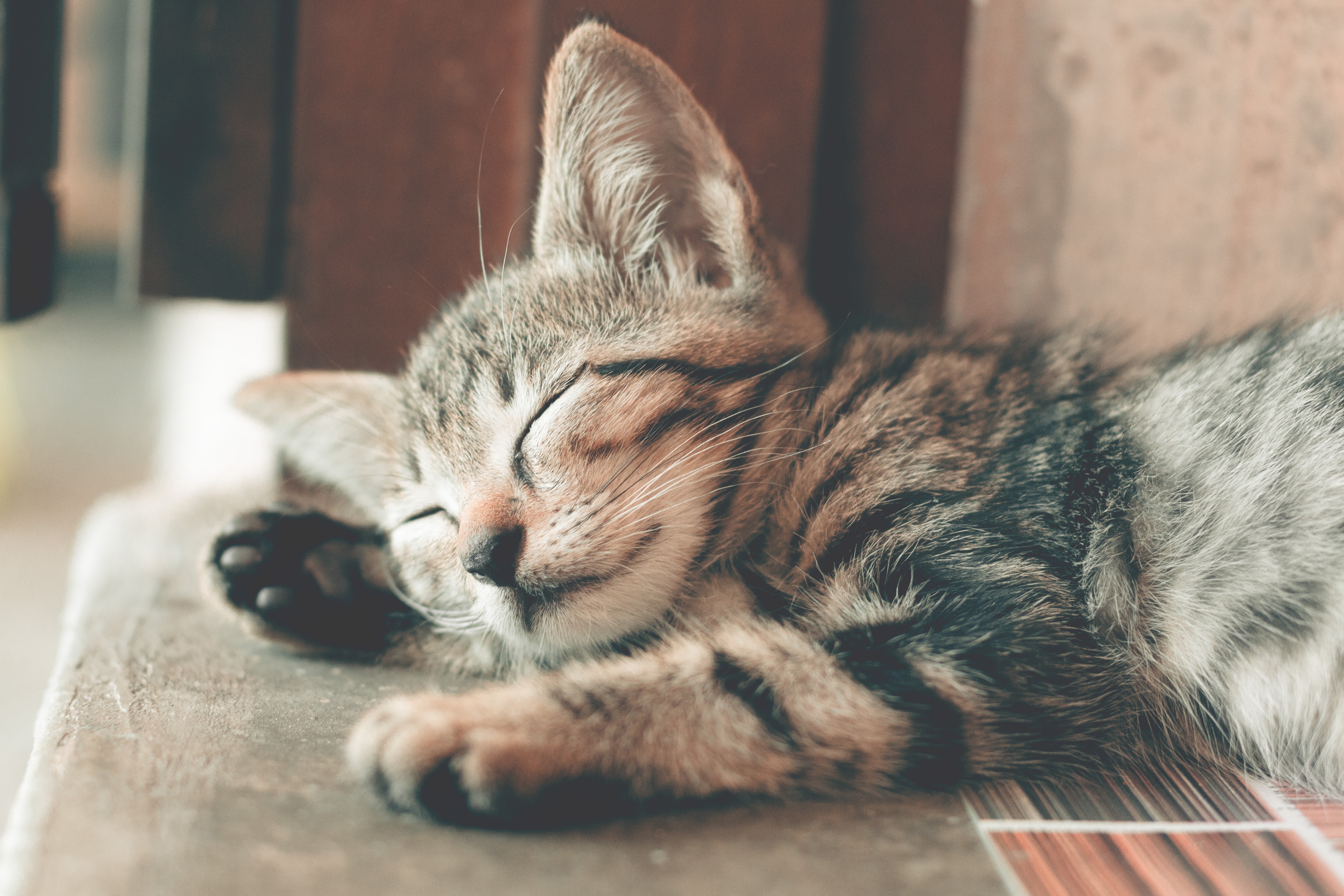 Oreilles D'animaux De Chat Faits À La Main Japonais Chat - Temu Belgium