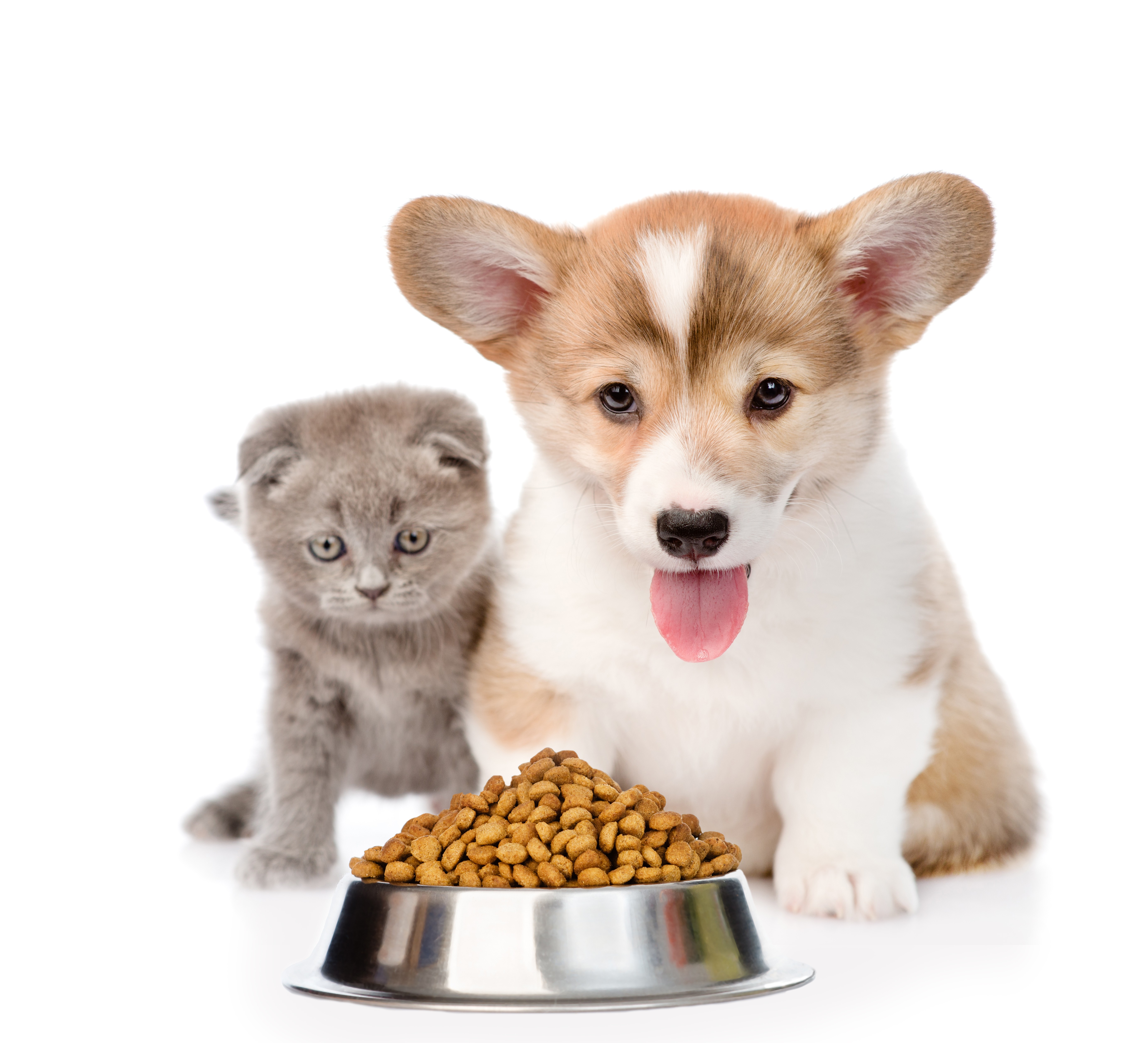 Собака кушает корм. Корма для животных. Еда для домашних животных. Корма для кошек и собак. Миска для собак.
