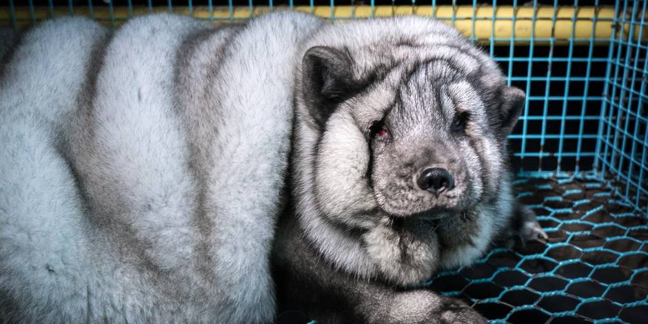 Des Renards Gaves Jusqu A La Mort Pour Vendre Un Maximum De Fourrure Aux Marques De Luxe La Libre