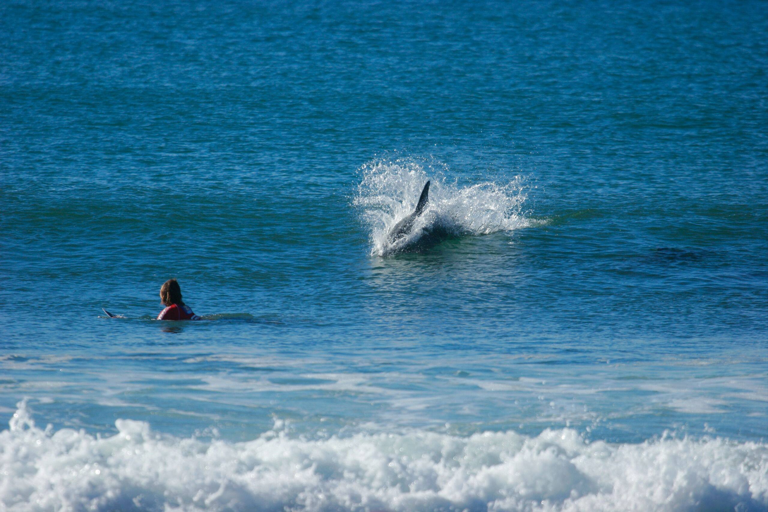 Attaque de requin: un nageur complètement déchiqueté à Sydney en