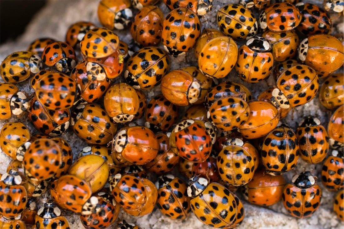 Pourquoi voit on tant de coccinelles autour et dans les