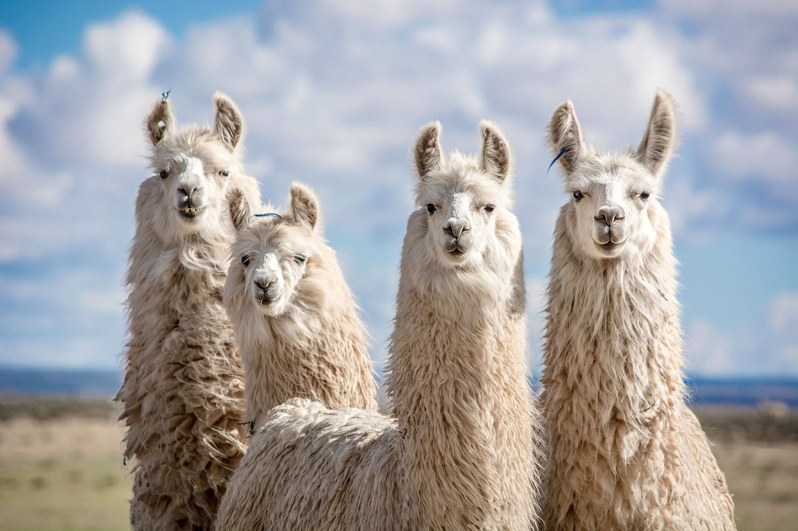 Coronavirus: le lama pourrait aider dans la lutte contre le Covid - La Libre