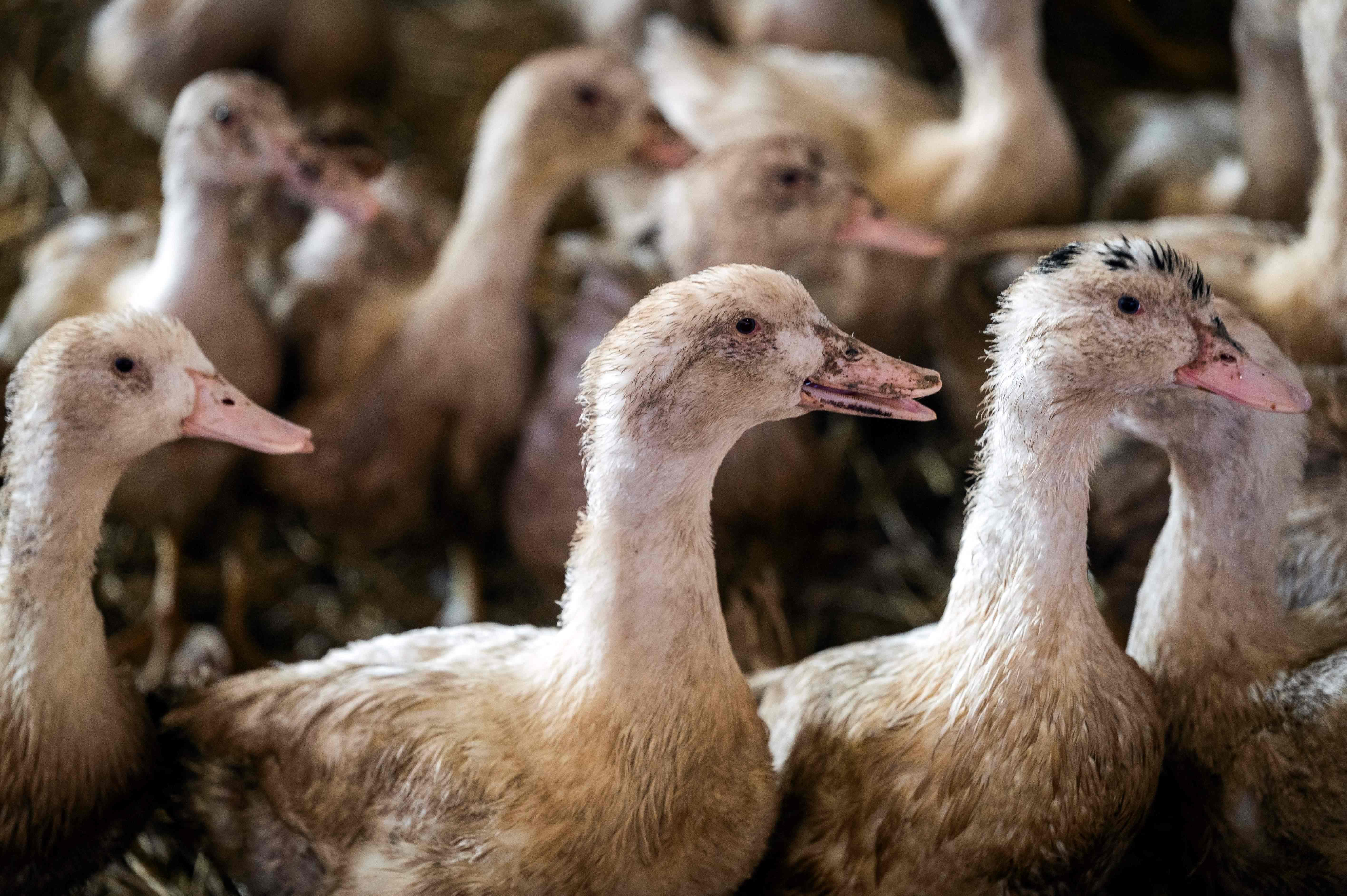 Les Fédérations Horeca Wallonie et Flandre ouvertes au foie gras produit sans  gavage