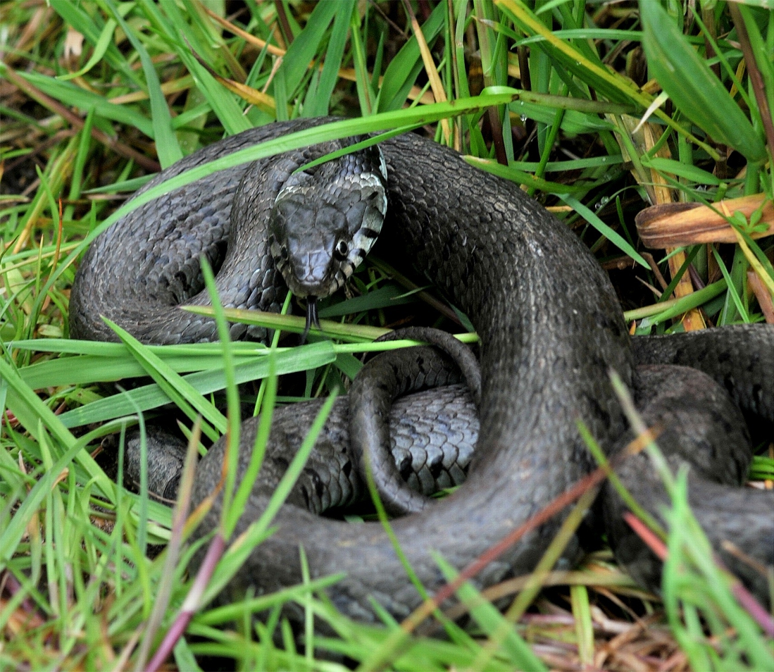 Un serpent d'un mètre retrouvé à Ruminghem