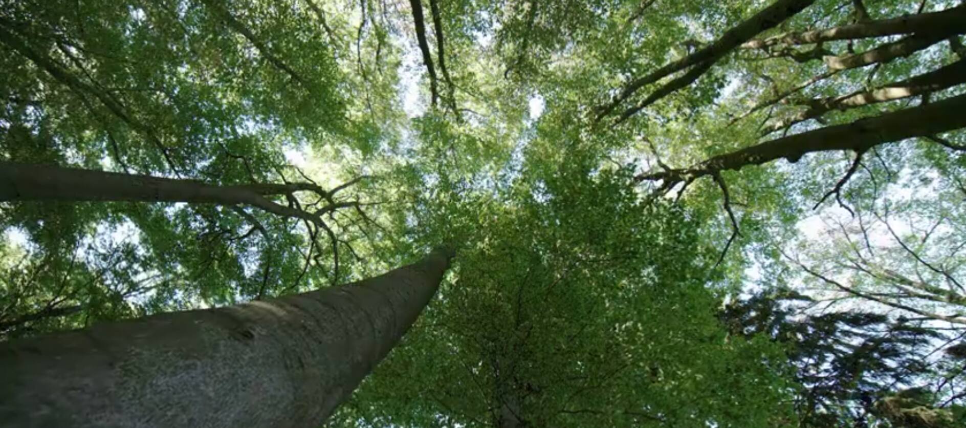 La Vie secrète des arbres - Documentaire (2020) - SensCritique