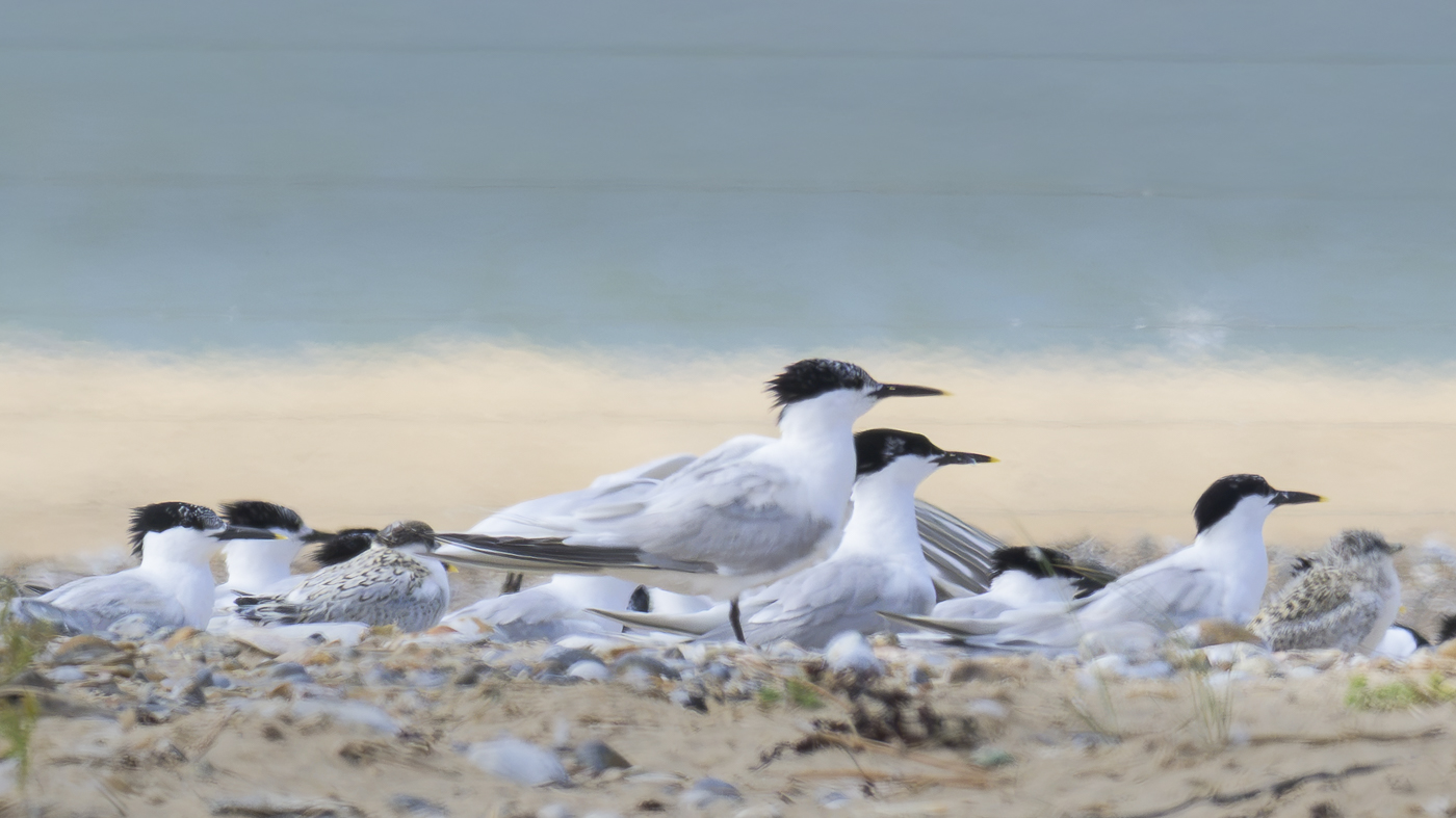 Surprising Recovery of Seabird Colonies Offers Hope for Conservation Efforts