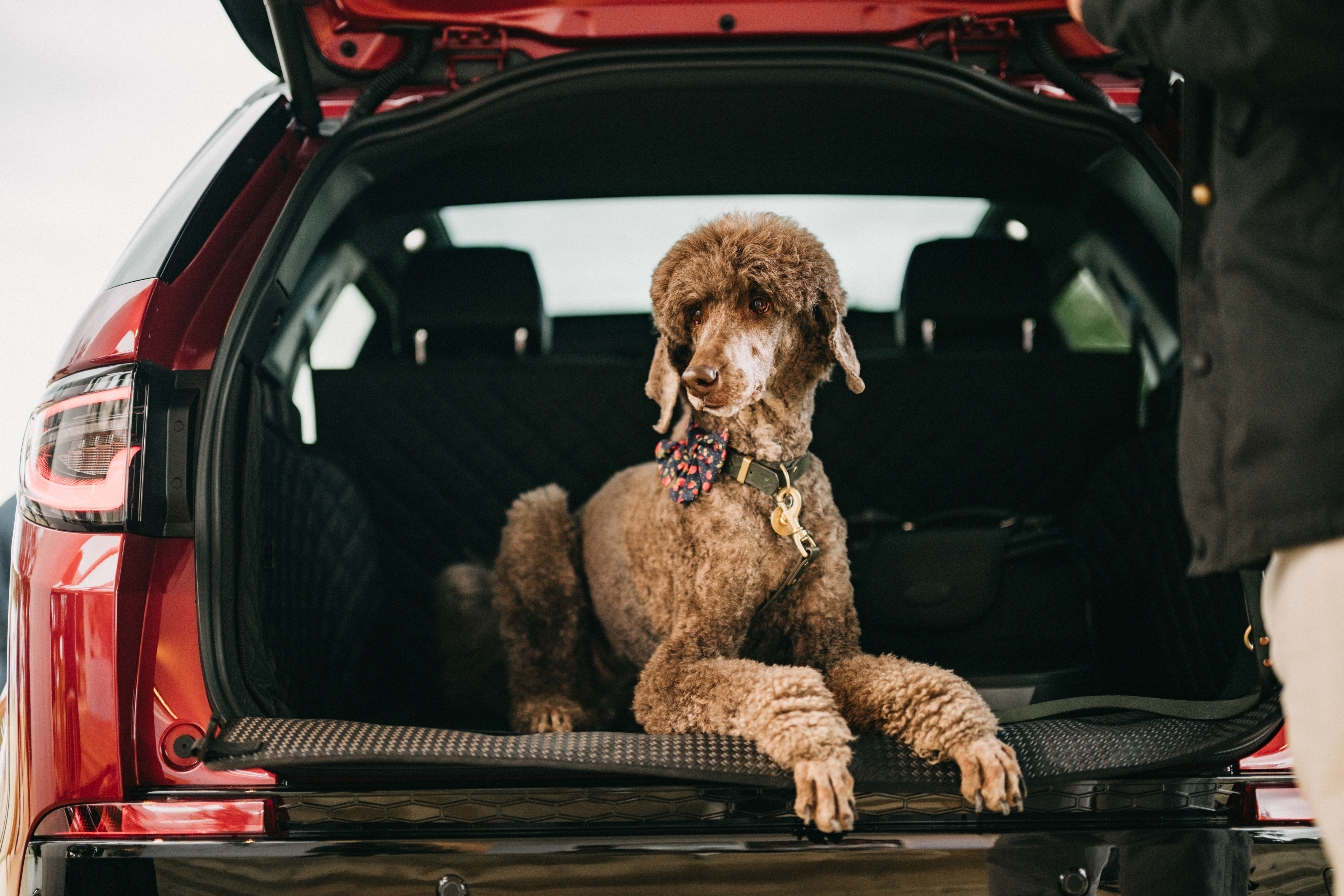 Get Ready for International Dog Day: Find the Perfect Car for Your Canine Companion!