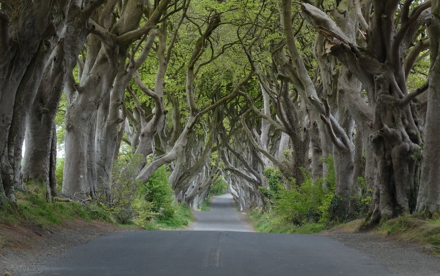 Dark Hedges hotel in Co Antrim goes on the market The Irish News