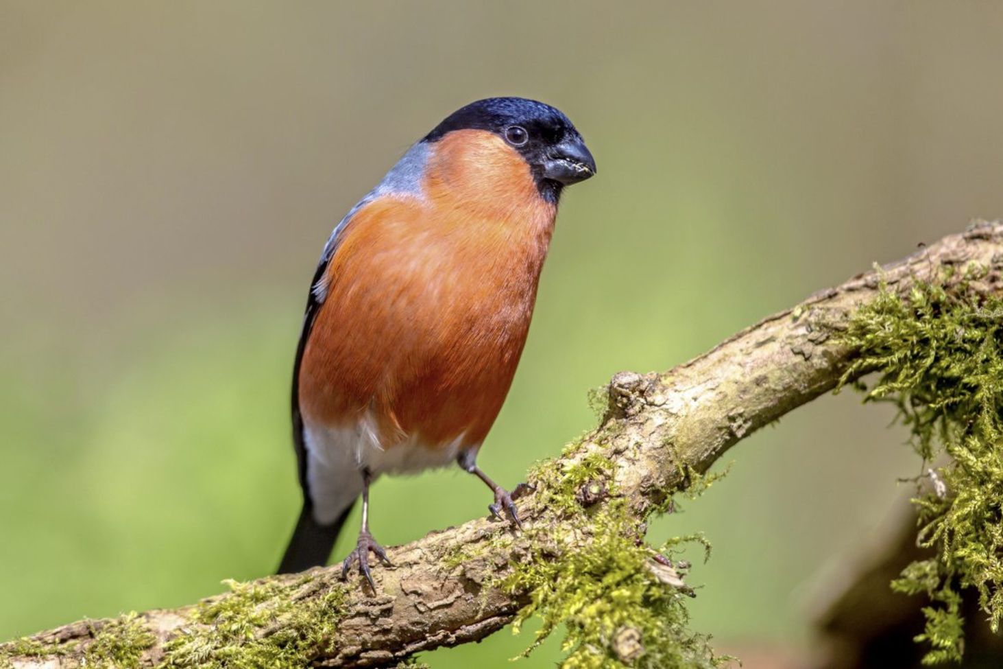 AAM-Female-Bullfinch – Association Les Fruits de Mer