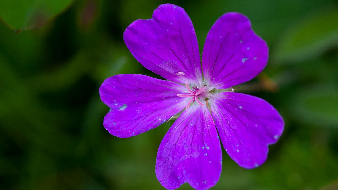 armenian-flower-symbol-best-flower-site