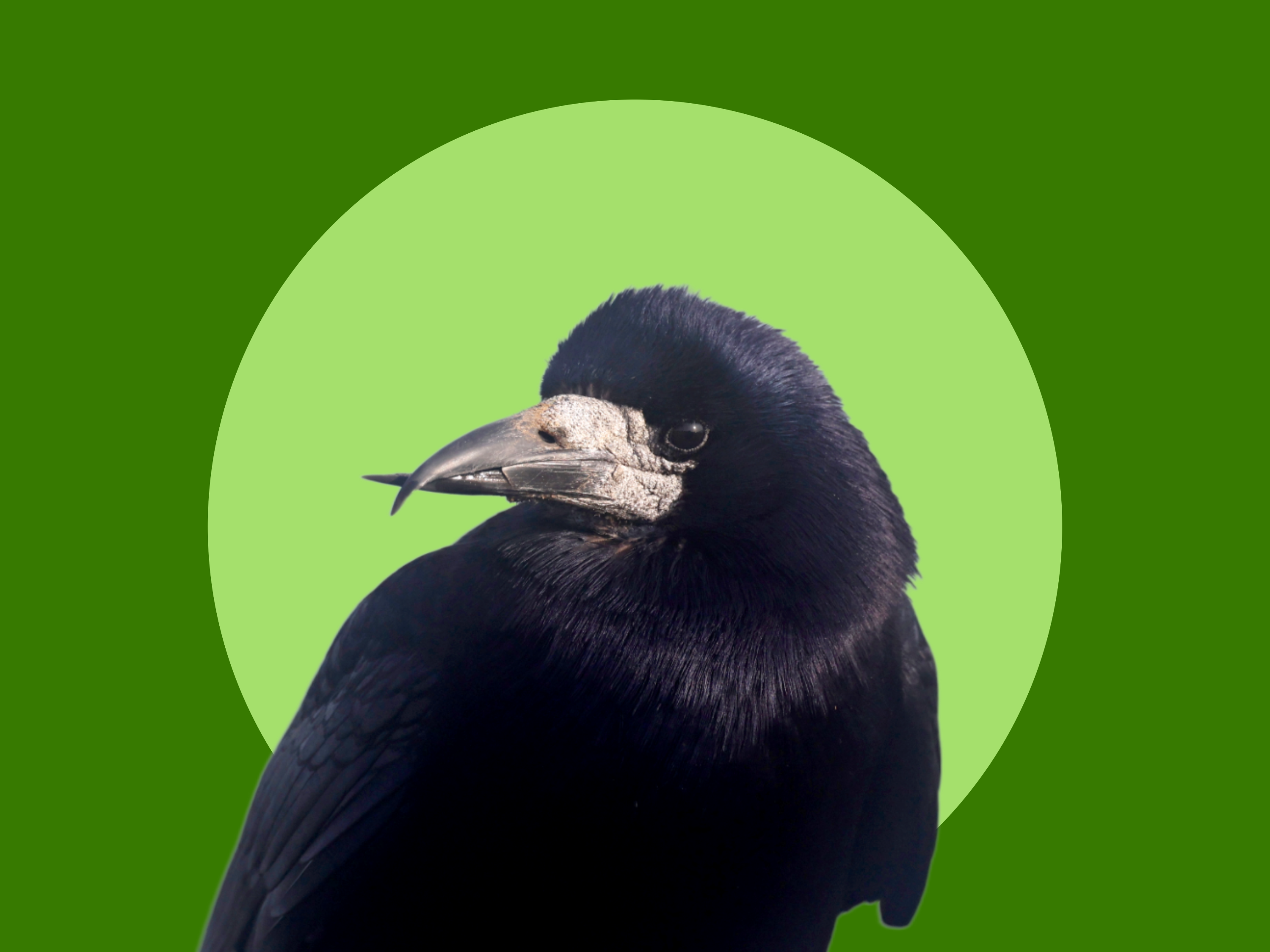 Rook - BirdWatch Ireland