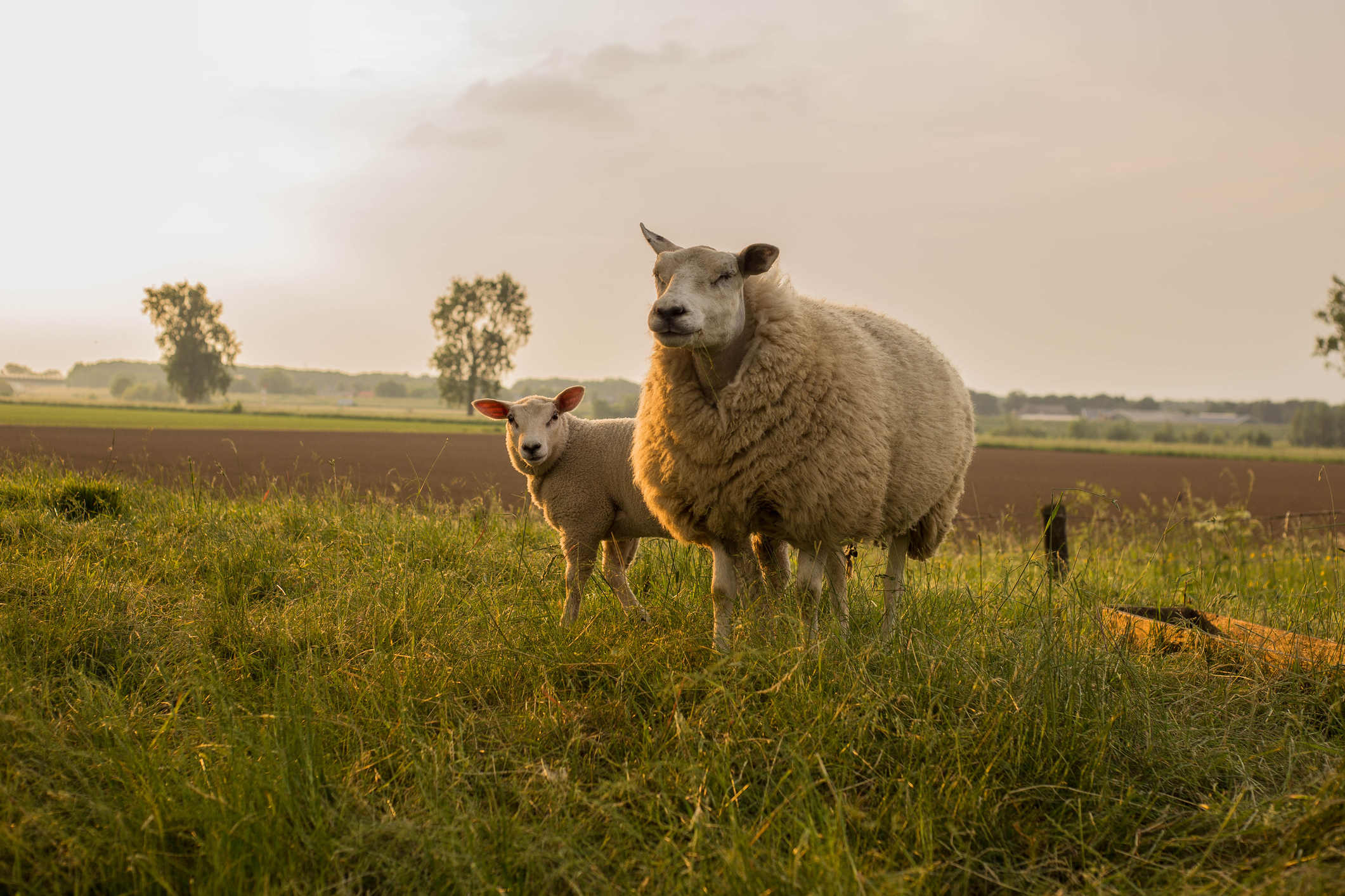 are dogs allowed in sheeps meadow