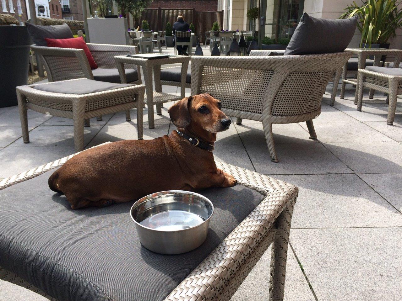 Are Dogs Allowed In Restaurants In Ireland