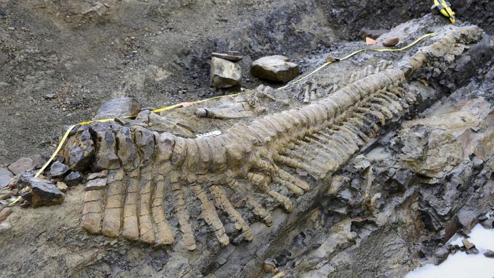 Palaeontologists discover dinosaur tail in northern Mexico – The Irish Times