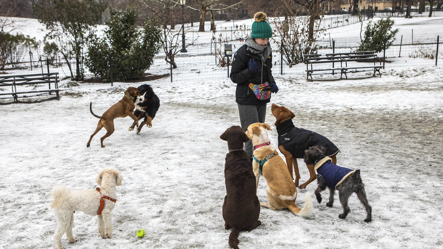 is it bad for dogs to walk on snow