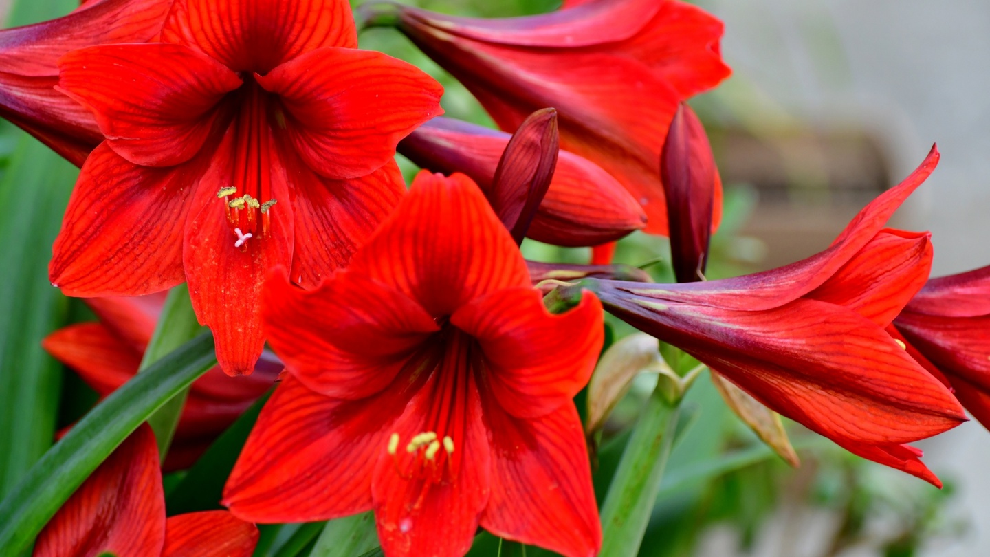 Gardening: Forget poinsettias – choose glamorous amaryllis for mid-winter  colour – The Irish Times