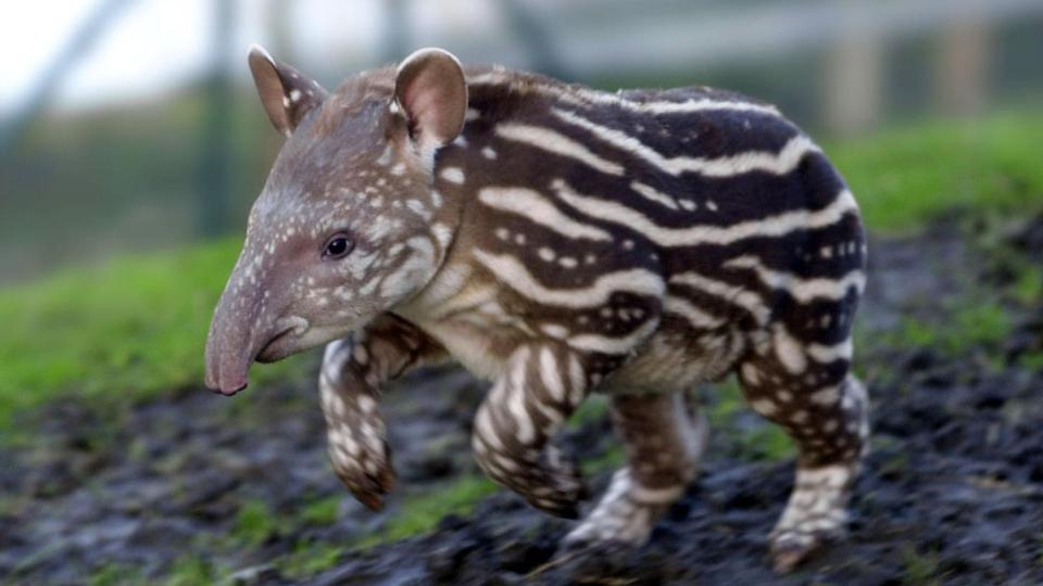 pygmy tapir
