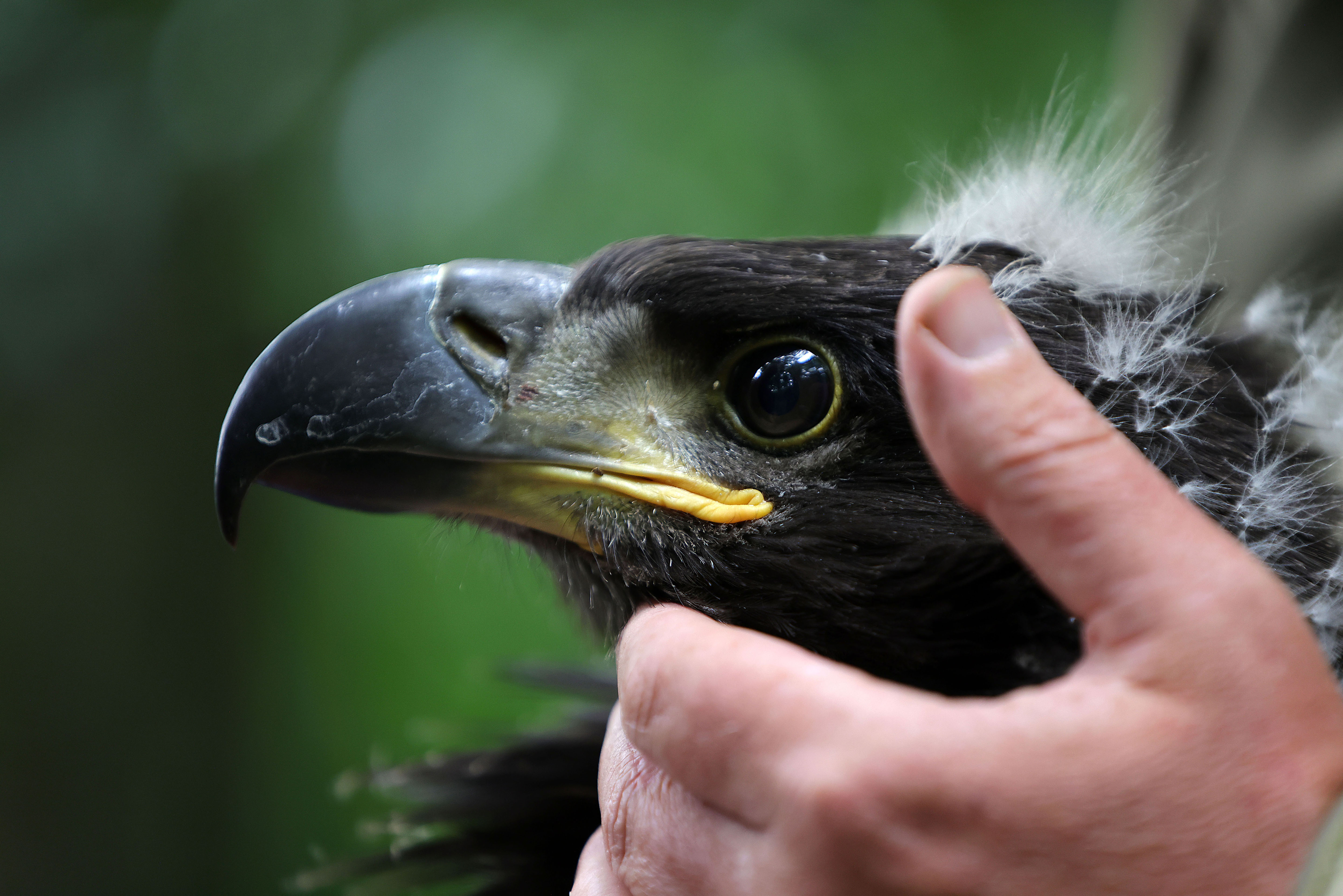 White-tailed eagles spread their wings with 24 new chicks released into  Irish skies – The Irish Times