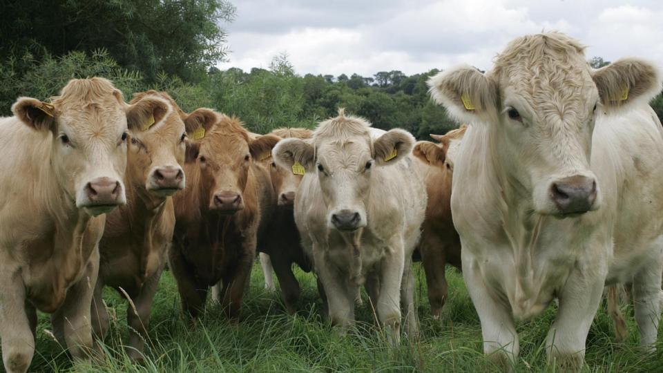 IFA offers reward for information on 100 stolen livestock – The Irish Times