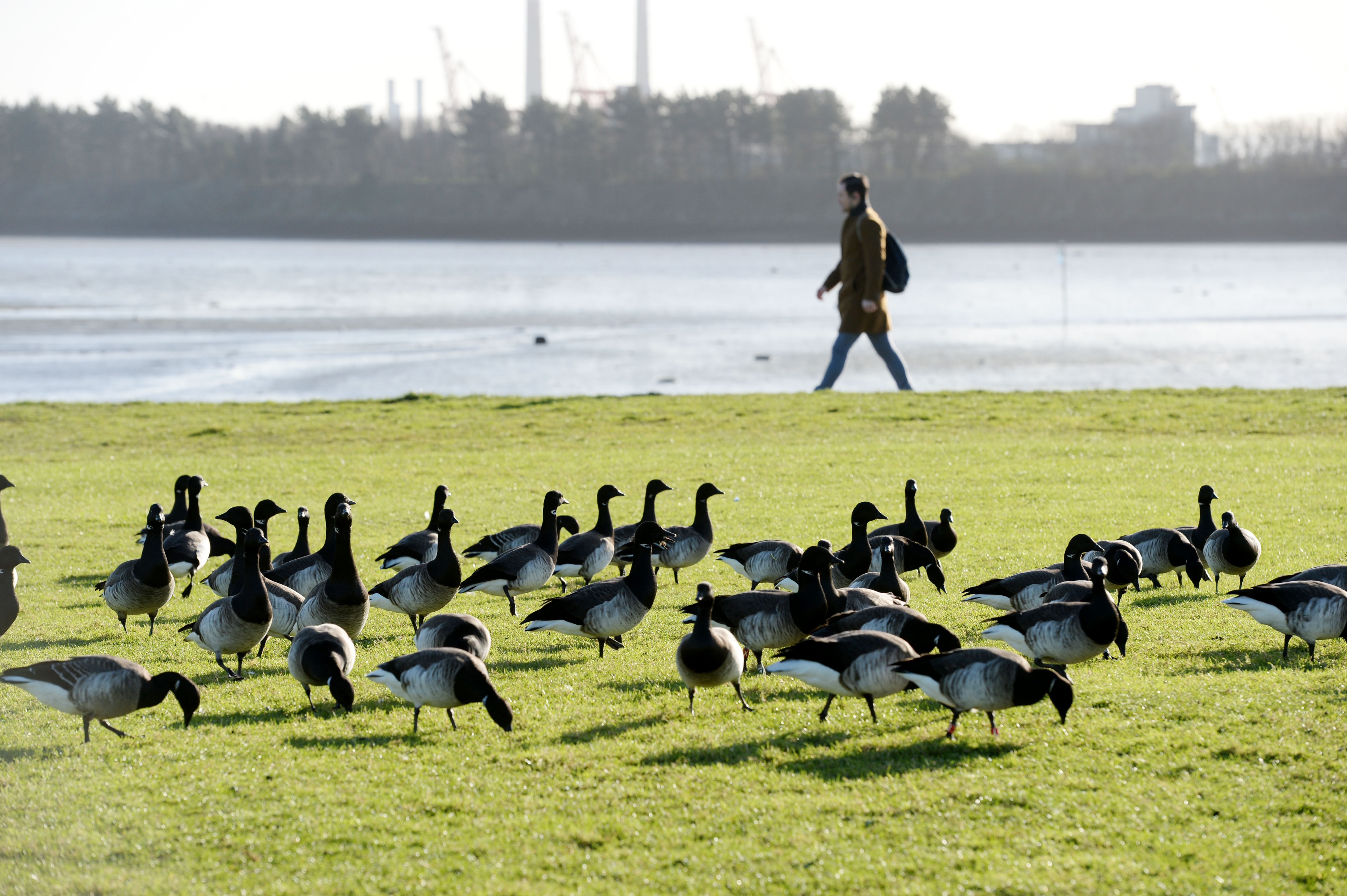 Canada goose ireland clearance 2019